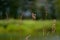 Tall green grass with spikelets on the riverside in the forest. Calm summer weather