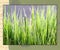 Tall green grasses in early morning with dew drops on blades