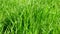 Tall green growing grass in the park on a summer spring day sways in the wind