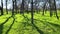 Tall green growing grass in the park and trees on a summer spring day, Kherson city park