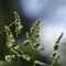 Tall green Hardy Pampas grass with sharp leaves on top