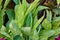 Tall green leaves on plant with yellow veins and darker plant in background asset