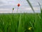 tall green May grass against the backdrop of a red poppy flower and the steppe landscape