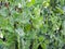 Tall green peas with pods growing on a garden bed in organic vegetable garden