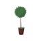 Tall green plant in brown pot. Houseplant in ceramic flowerpot. Flat vector for home decor or flower shop