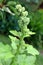 Tall Green Plant With Wide Leaves And Flower Buds