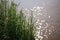 tall green plants growing near the water's edge with sparkling sunlight