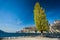 Tall green poplar tree near garda Lake in Torbole