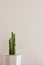 A tall green prickly cactus against a white wall in a minimalist room