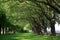 Tall green trees aligned in the park