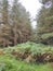 Tall green trees and ferns forest