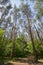 Tall green trees in a sunlit park