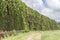 Tall green wind shield edge and dirt road, near Wakamarama, New Zealand