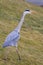 Tall grey heron wading bird