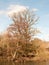 tall growing bare tree spring nature background tall sky blue