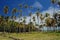 Tall growing palm trees in the garden on Bequia