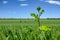 , tall growing weed seen in a large field of early crop wheat.