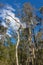 Tall gum trees in the hinterlands of Queensland Australia