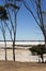 Tall gum trees beside salt lake between Hyden and Albany, WA, Australia