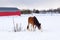 Tall handsome chestnut Clydesdale horse seen licking fresh snow over a low wire fence during an early windy morning