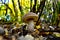 A tall and handsome young boletus in a mixed forest.