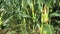 Tall healthy corn stems in field with rich cobs, the wind is shaking with plants