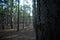 Tall  healthy and lined up trees of Tokai Forest