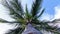 Tall and healthy palm tree viewed from below