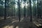 Tall and Healthy trees of Tokai Forest