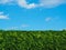 Tall hedge with blue sky in background