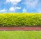 Tall hedge with part of the brick wall