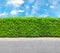 Tall hedge with the part of the gravel road