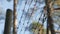 The tall high fence in barbed wires in the forest in Finland