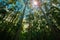 Tall high pine trees forest converging skyward