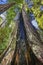 Tall Hollow Trees Towering Redwoods National Park Crescent City California