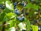 Tall huckleberry or Vaccinium corymbosum, riping berries close-up, selective focus, shallow DOF