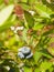Tall huckleberry Vaccinium corymbosum, riping berries close-up, selective focus, shallow DOF