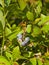 Tall huckleberry or Vaccinium corymbosum, riping berries close-up, selective focus, shallow DOF