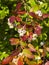 Tall huckleberry or Vaccinium corymbosum, riping berries close-up, selective focus, shallow DOF