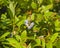 Tall huckleberry or Vaccinium corymbosum, riping berries close-up, selective focus, shallow DOF