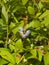 Tall huckleberry or Vaccinium corymbosum, riping berries close-up, selective focus, shallow DOF