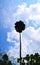 Tall Huge Lofty Tree against Sky and White Clouds - Dipterocarpus Turbinatus - Garjan - Andaman Tropical Giant Evergreen Forest