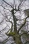 Tall huge oak tree crown. The branches are covered with moss against a cloudy sky