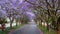 Tall Jacaranda trees lining the street of a Johannesburg suburb in the afternoon sunlight