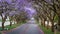 Tall Jacaranda trees lining the street of a Johannesburg suburb in the afternoon sunlight