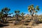 Tall Joshua Trees with Blue Sky