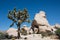 Tall Joshua Trees and large rock boulders in Joshua Tree National Park