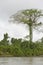 Tall jungle tree along the banks of the Rio Napo, Orellana