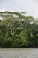 Tall jungle trees on the Rio Napo, Orellana