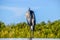 Tall juvenile great blue heron perched in swamp